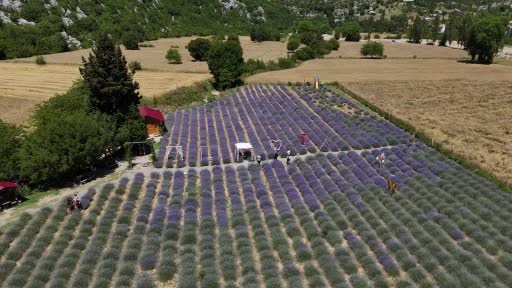 Adana Sıcağından Kaçış: Lavanta Bahçeleri ile Serinleme Rüyası