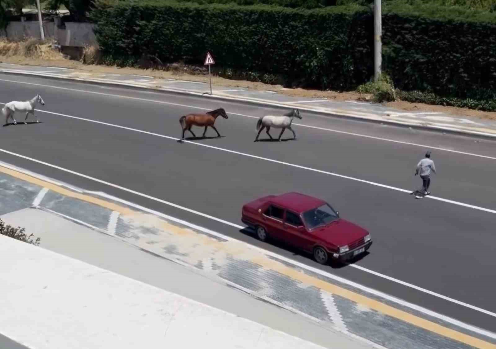 Başıboş Atların Duygusal Anları ve Endişe Dolu Anlar