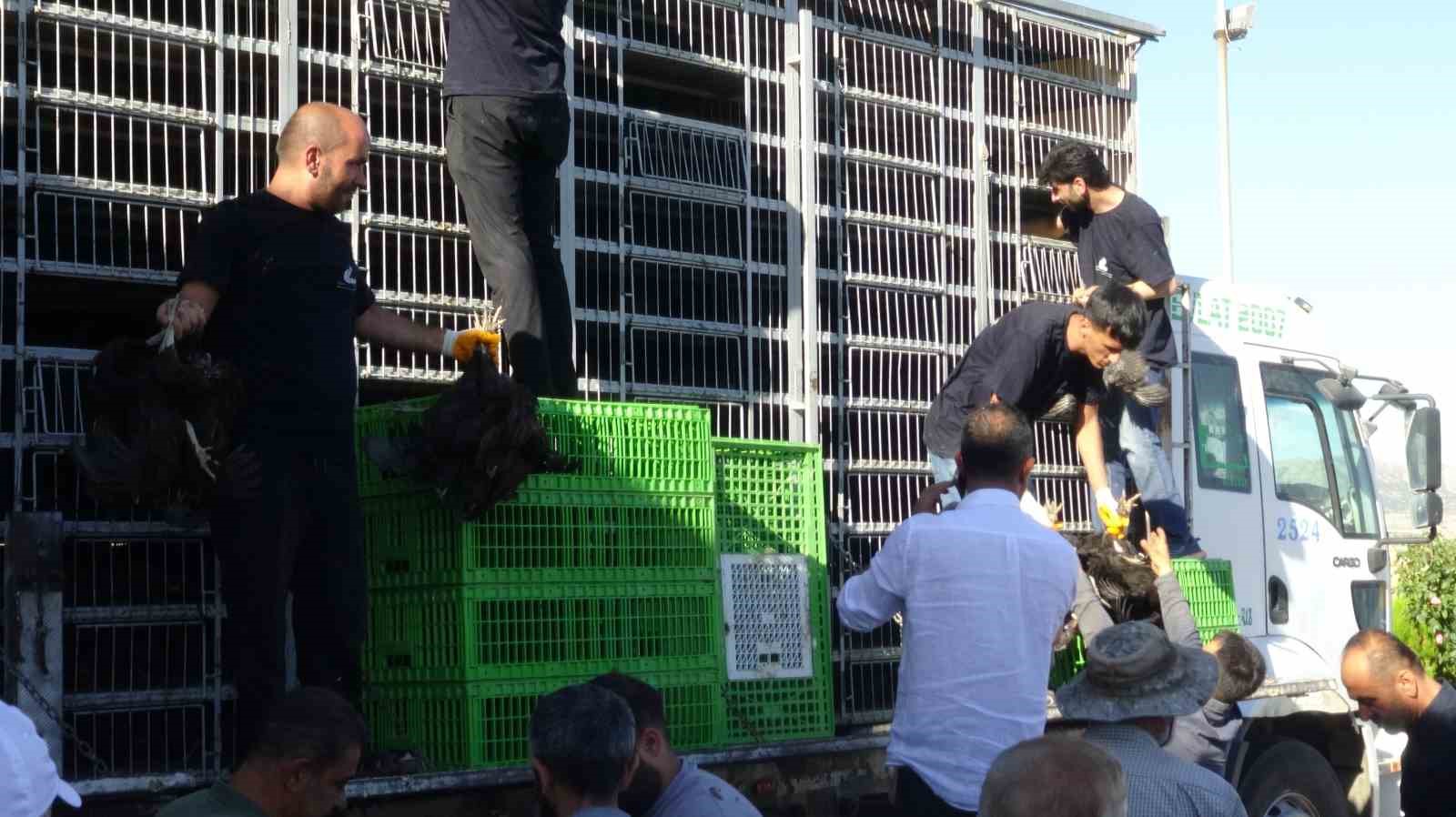 Gercüş'te 107 Üretici İçin Yüzde 75 Hibeli Tavuk ve Yem Dağıtımı Gerçekleştirildi