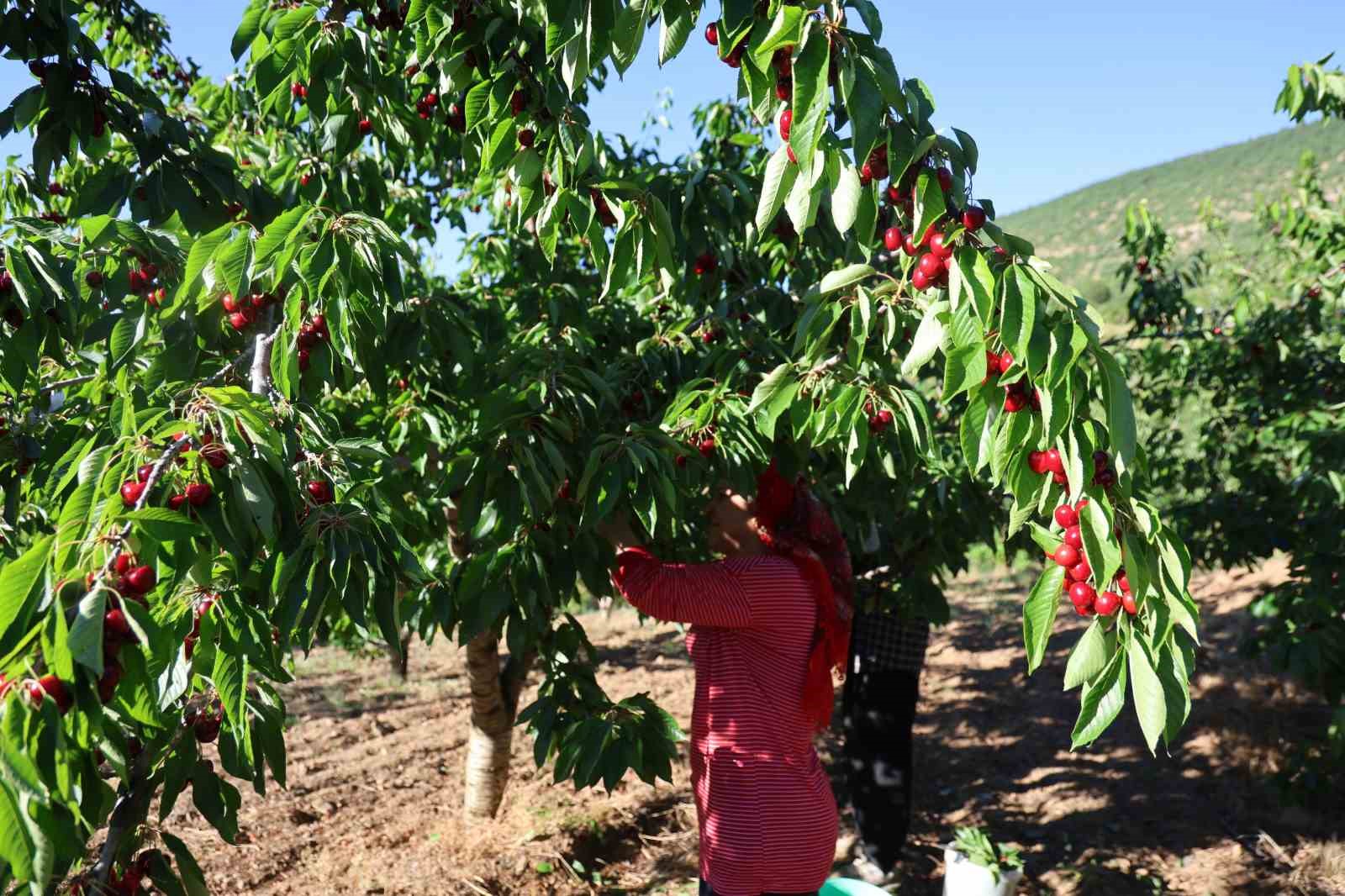 Saimbeyli'de Dalbastı Kirazı Hasadında Bol Bereket