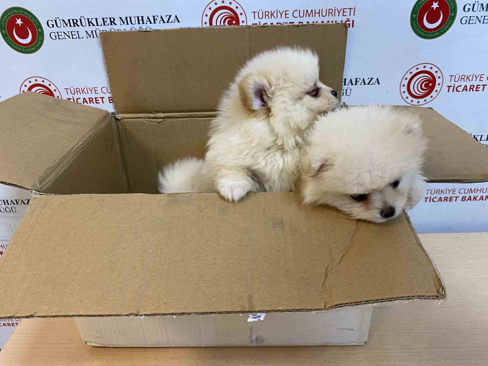 Ticaret Bakanlığı Gümrük Muhafaza Ekipleri Yavru Köpeklere Yönelik Kaçakçılık Girişimine Karşı Sıkı Mücadele