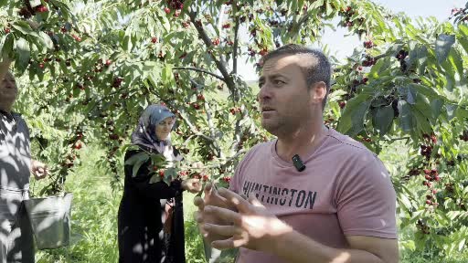 Yalova Dereköy'de Kırmızı Altın Madeni Faaliyete Geçti