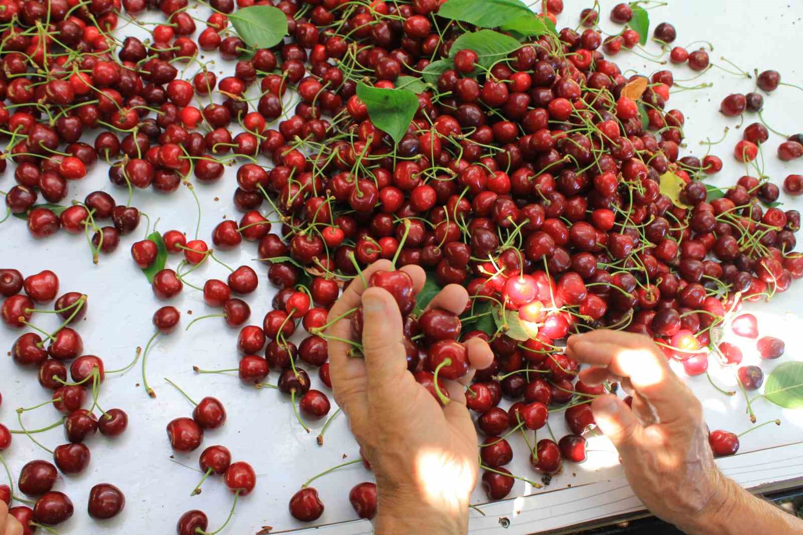 ABD ve Avrupa kirazda bu aromayı bilhassa istiyor