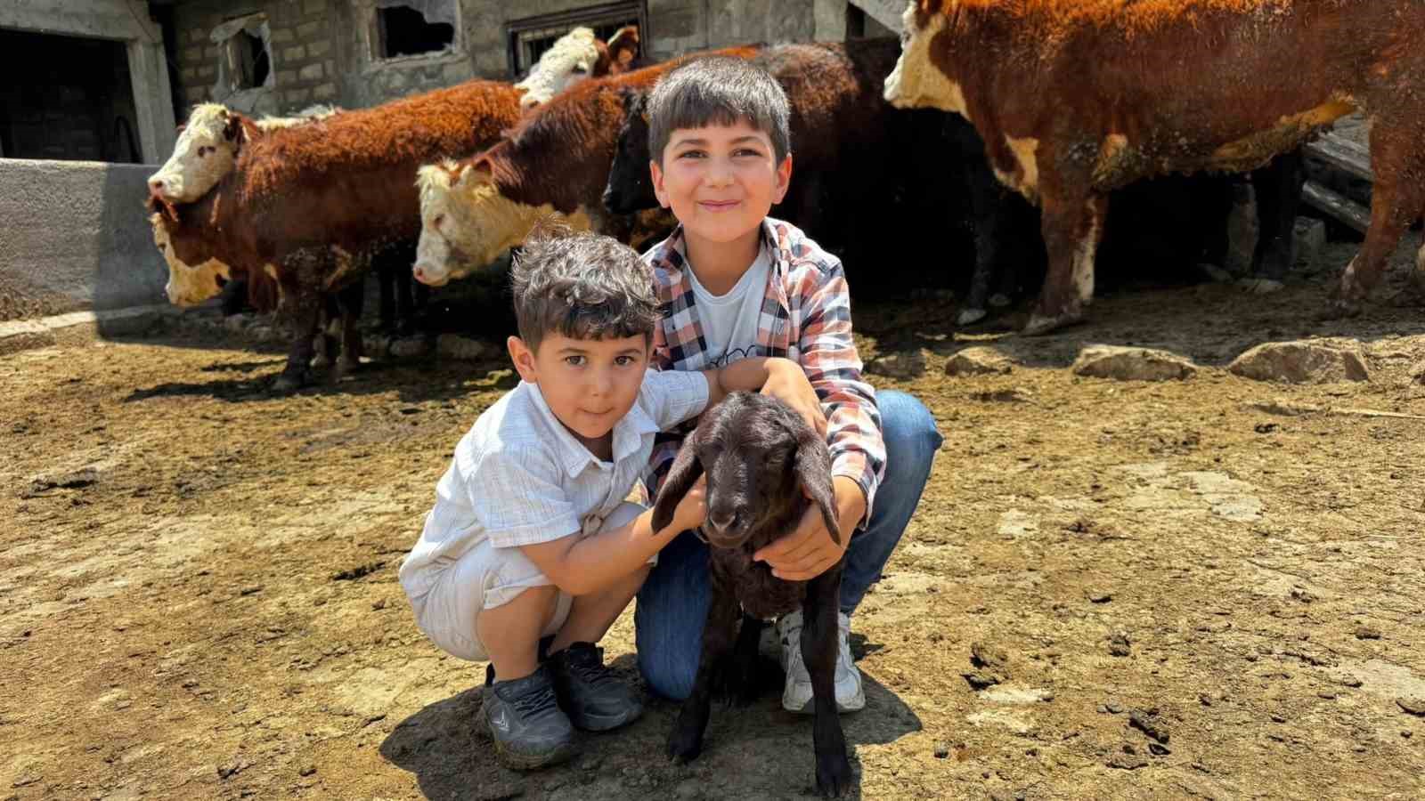 Ağrı'da Damızlık Desteği ile Kırmızı Et Üretimi Güçleniyor