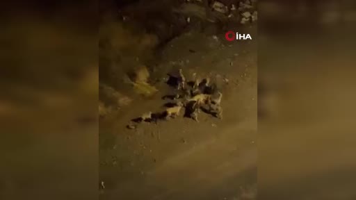 Ankara’da başıboş köpek sorunu sürüyor