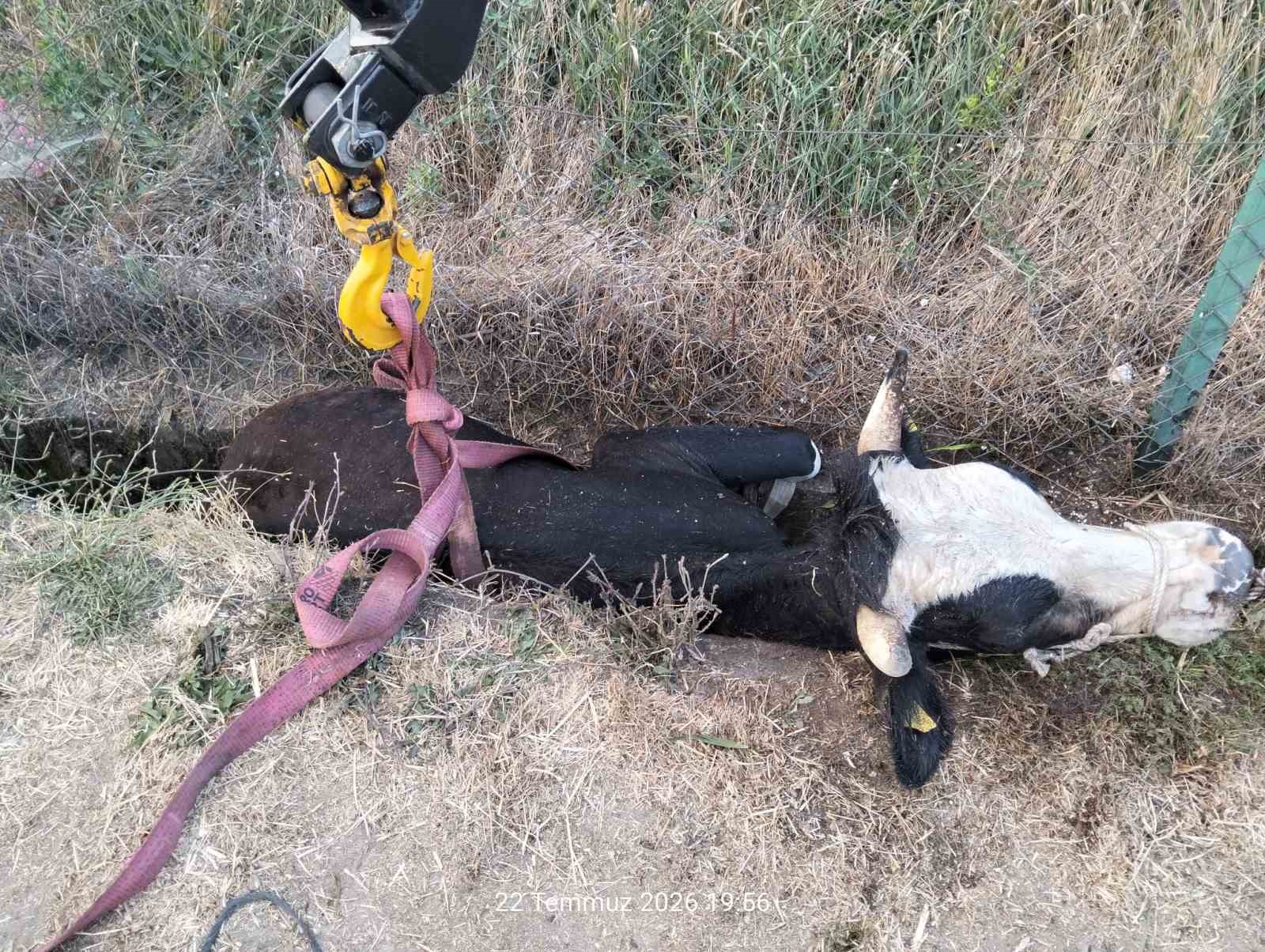 Bolu’da kanala düşen inek için itfaiye seferber oldu