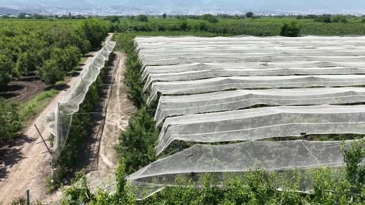 Bursa Çiftçisinin Doludan Koruma Yöntemi: Armut ve Şeftali için Fileyle Güvenlik