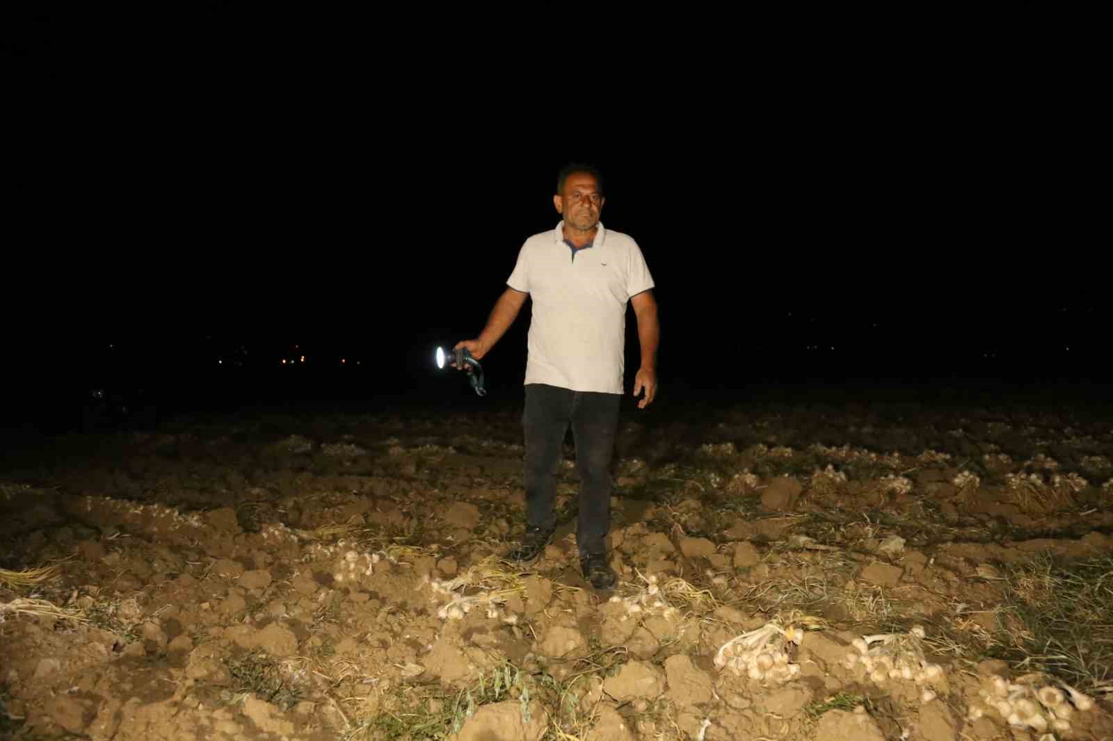 Çiftçilerin "beyaz altın" nöbeti: Bir yıllık emekleri için sabaha kadar tarlada bekliyorlar
