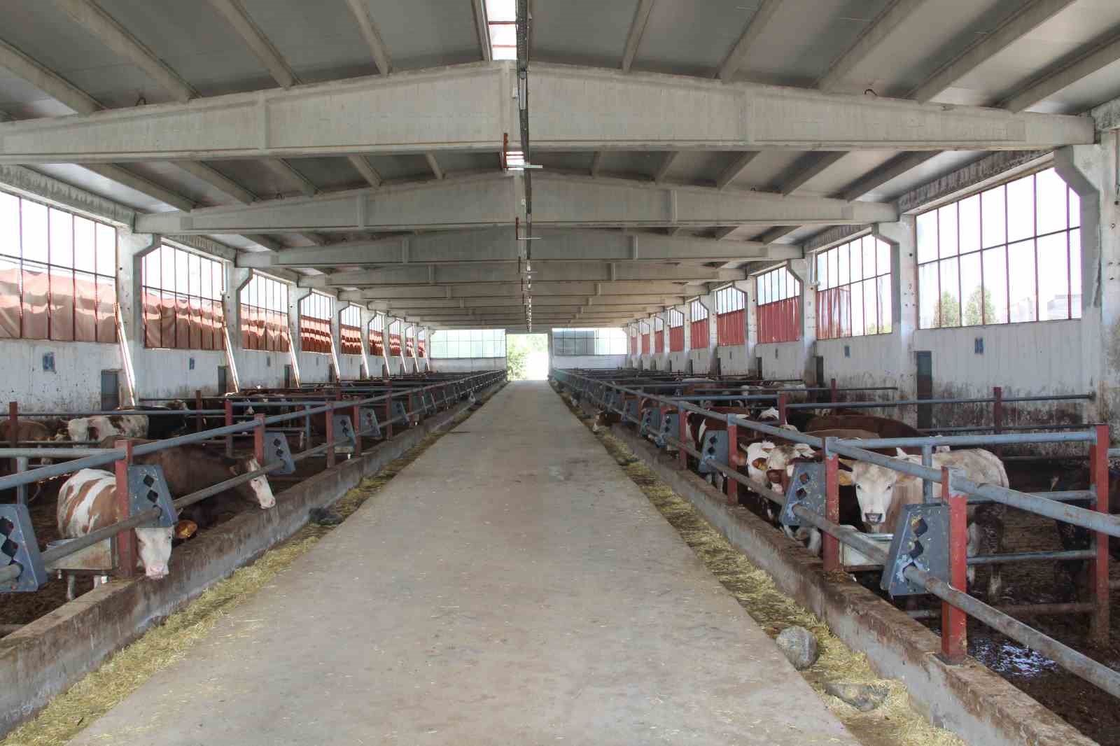 Devlet dayanağıyla kurduğu besi çiftliğinde tam kapasite üretim yapıyor