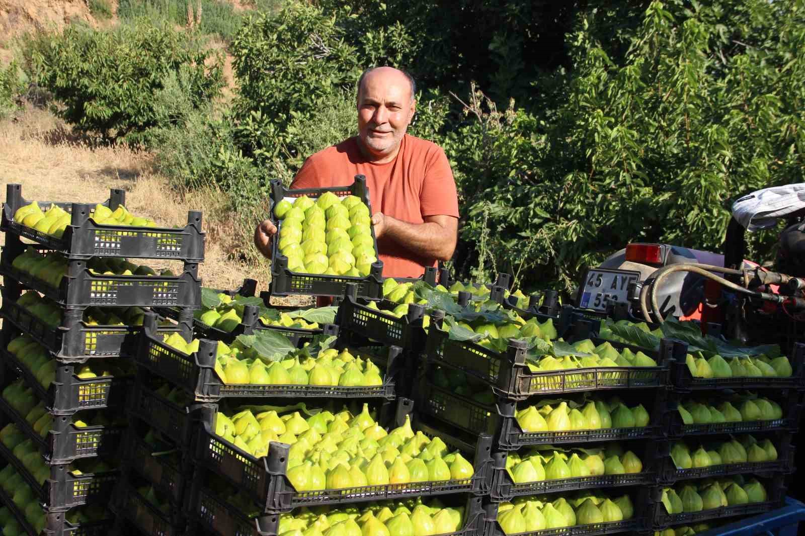 Dünyanın birinci incirinde son hasat rahmeti