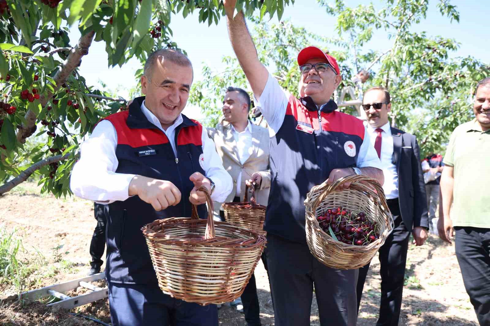 Elazığ’da 7 Bin Dekar Alanda Kiraz Hasadı Sürüyor