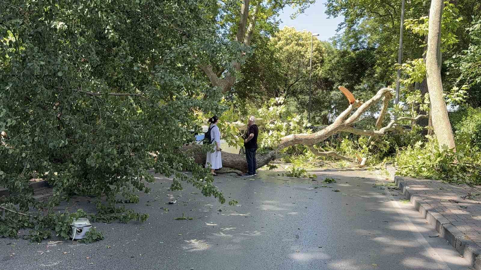 Florya’da Asırlık Çınar Aracın Üzerine Devrildi ve Trafik Durdu