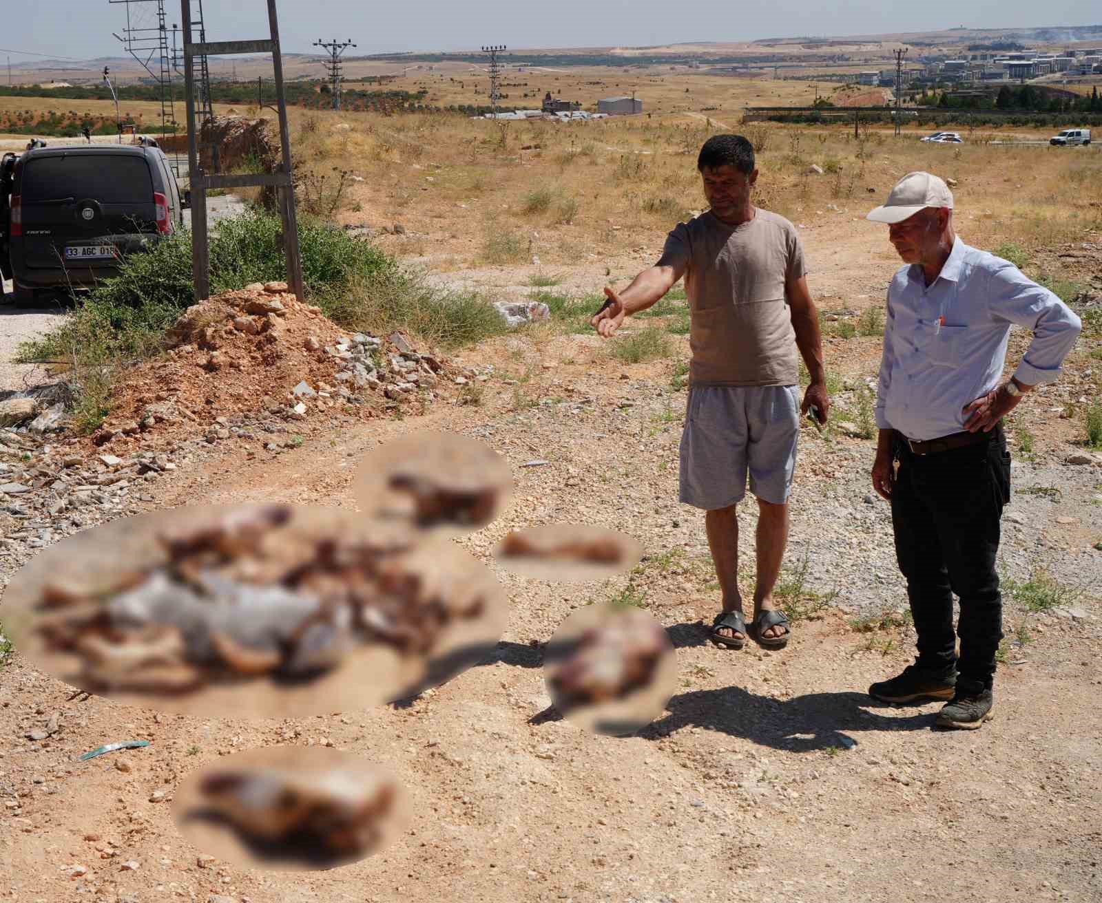 Gaziantep’te yol kenarına bırakılan at kafatası ve kemikleri hayrete düşürdü