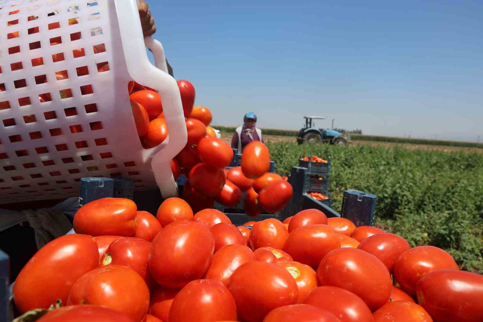 Güçlü mesaiyle kavurucu sıcaklıkta hasadı yapılan domates tarlada 15 TL’den alıcı buluyor