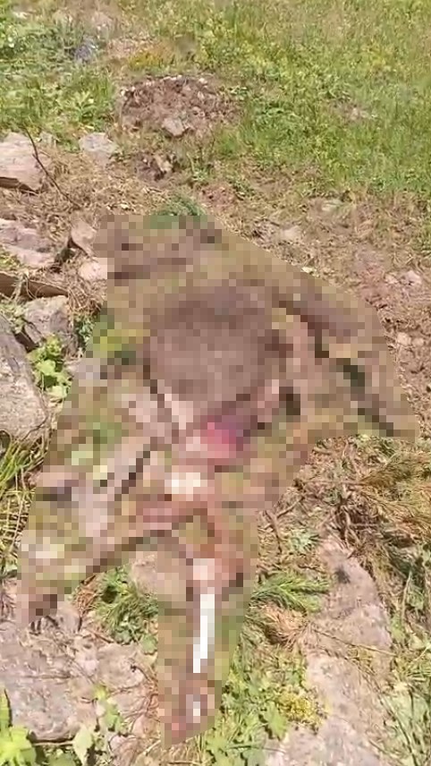 Gümüşhane’de kaybolan inek ayı tarafından parçalandı