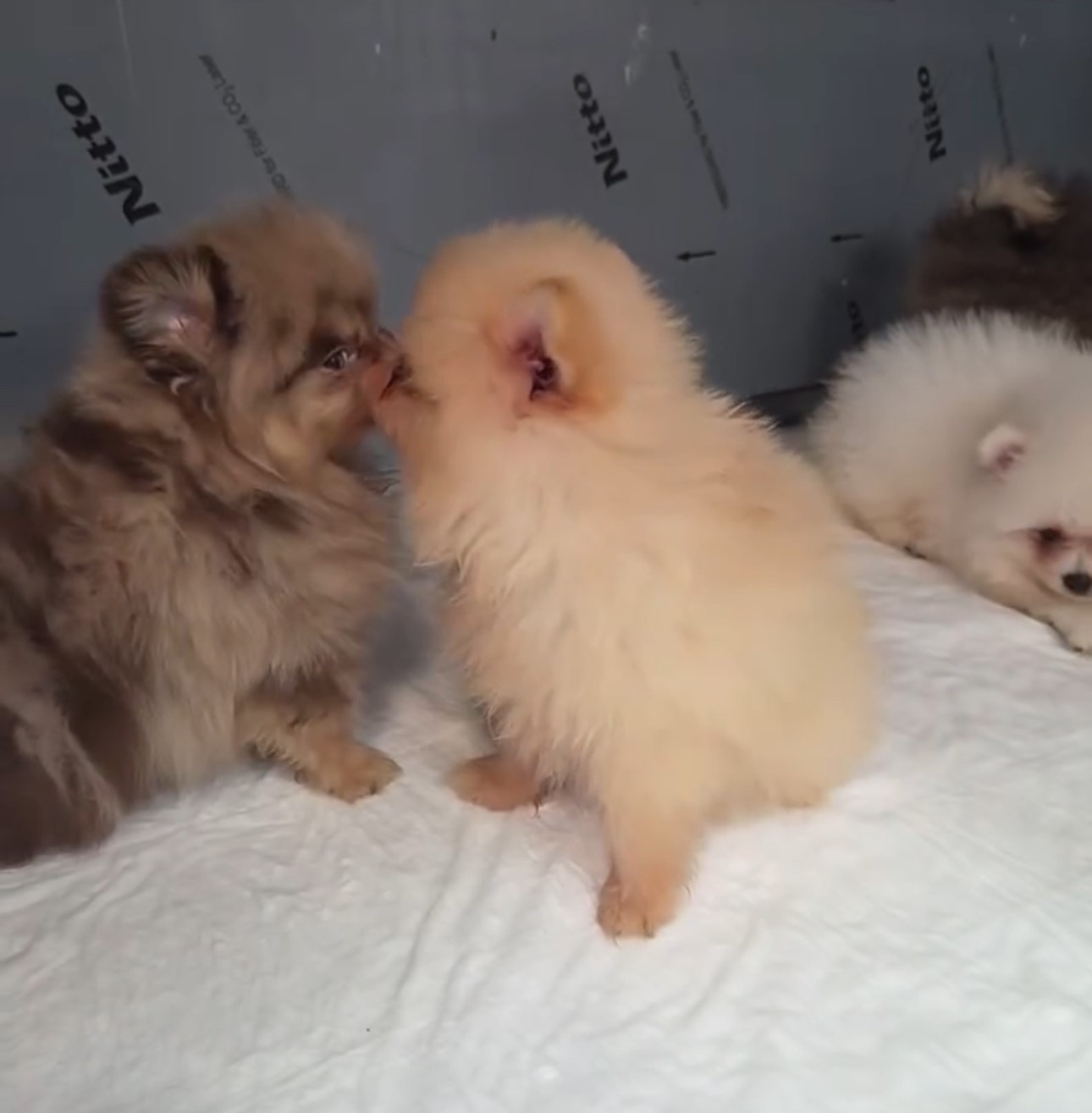 Kapıkule’de kaçak yollarla yurda sokulmak istenen 5 yavru köpek ele geçirildi
