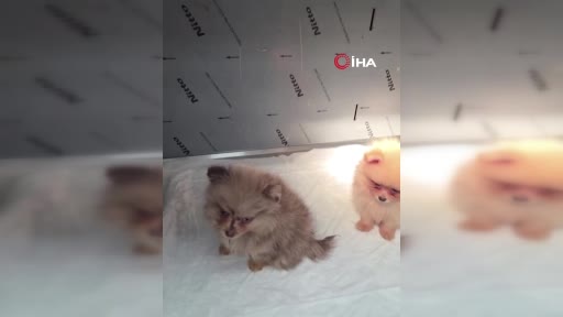 Kapıkule’de kaçak yollarla yurda sokulmak istenen 5 yavru köpek ele geçirildi