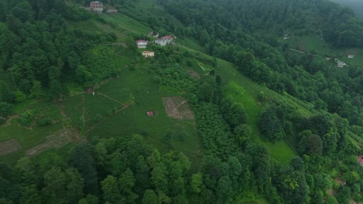 Karadeniz’in yeşil altınında kuvvetli hasat sürüyor