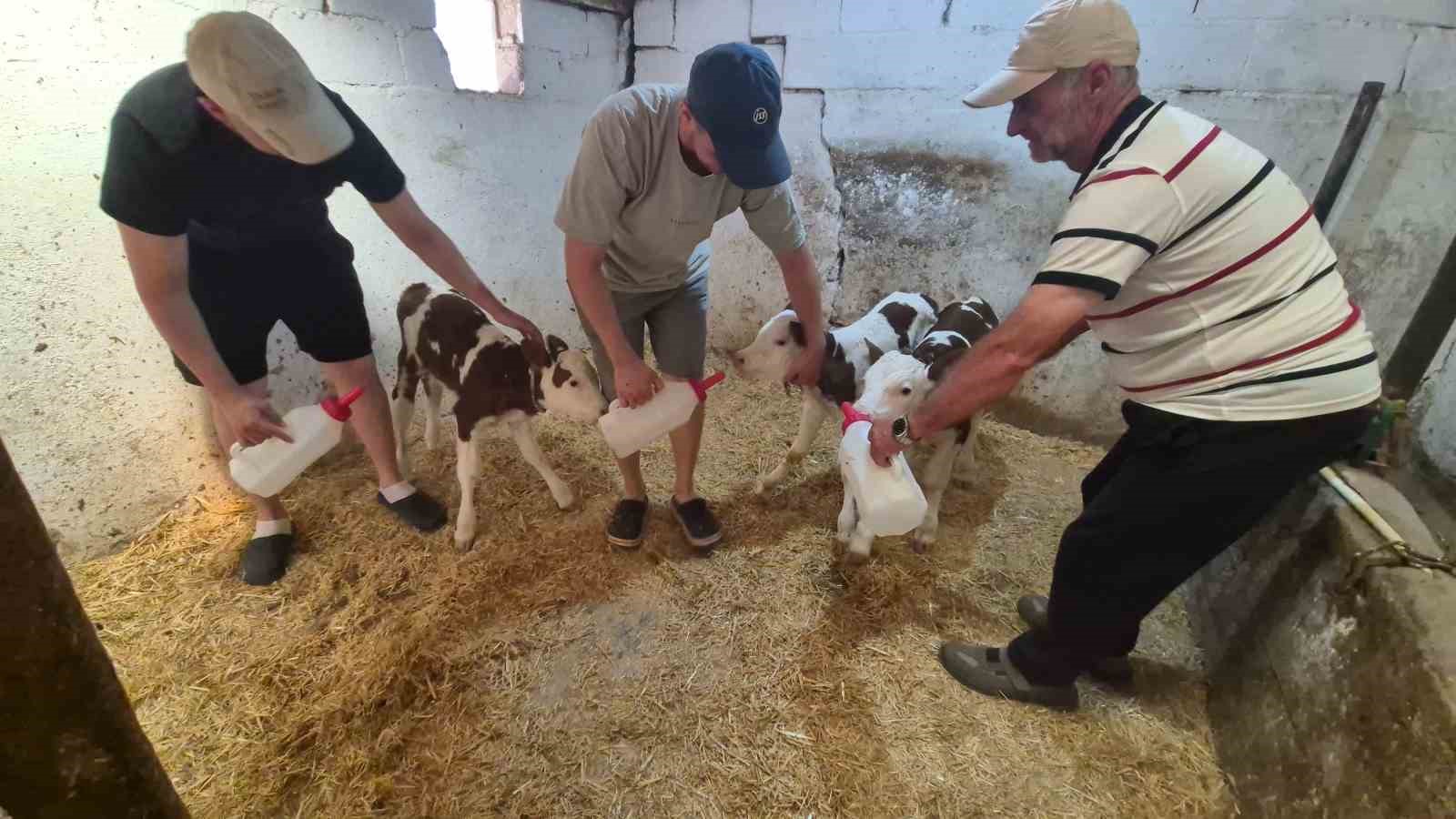 Kırklareli’nde Sürpriz Doğum: Bir İnek Üçüzleriyle Gündeme Oturdu