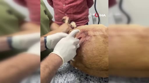 Koruma Altındaki Yaban Keçisi Vuruldu, Büyük Ceza Uygulandı