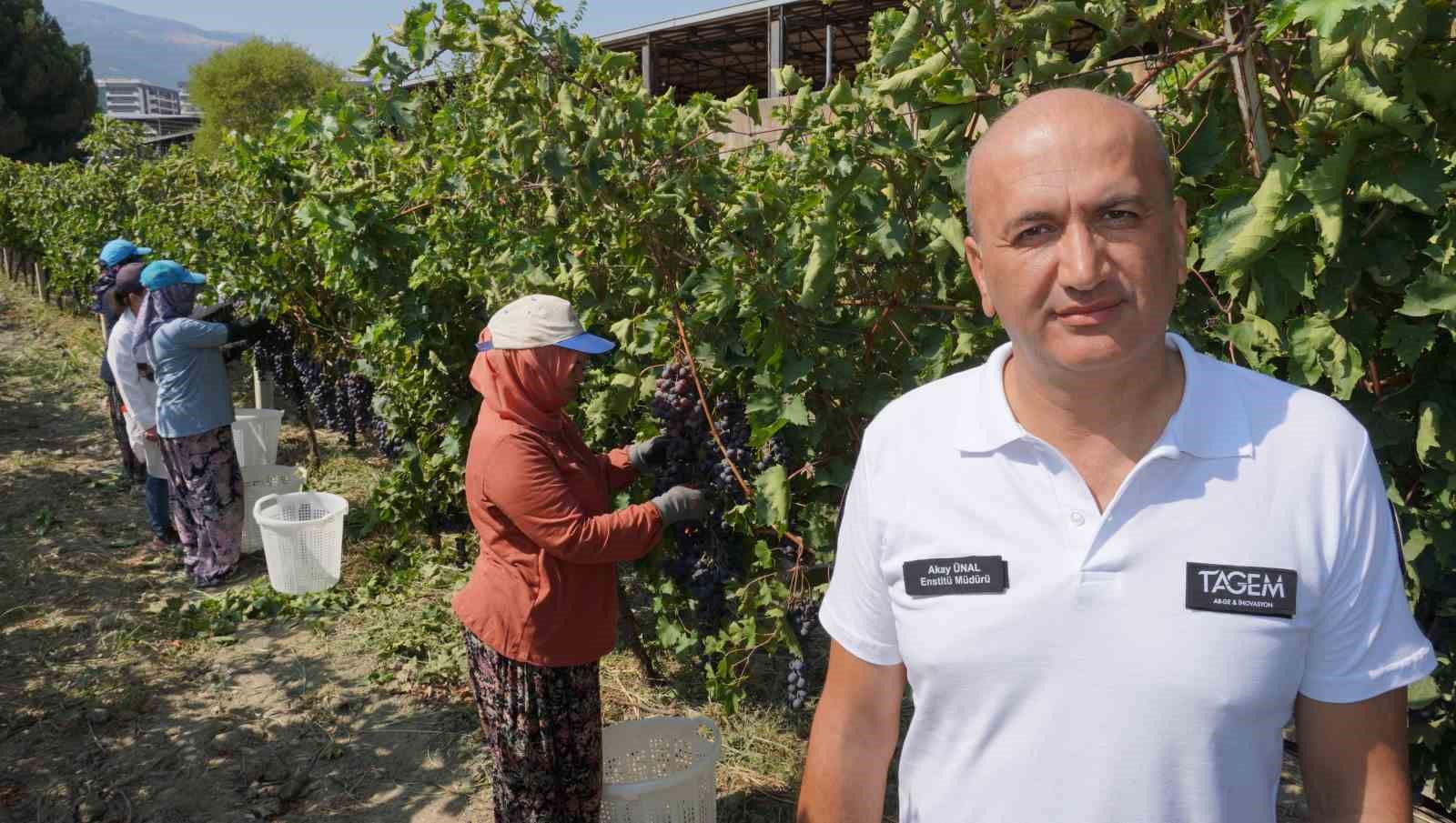 Manisa’dan dünyaya üzüm ihracatı başladı