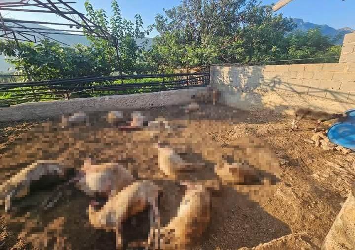 Mersin'de Kurtların Ağla Girerek 29 Koyunu Telef Etmesi