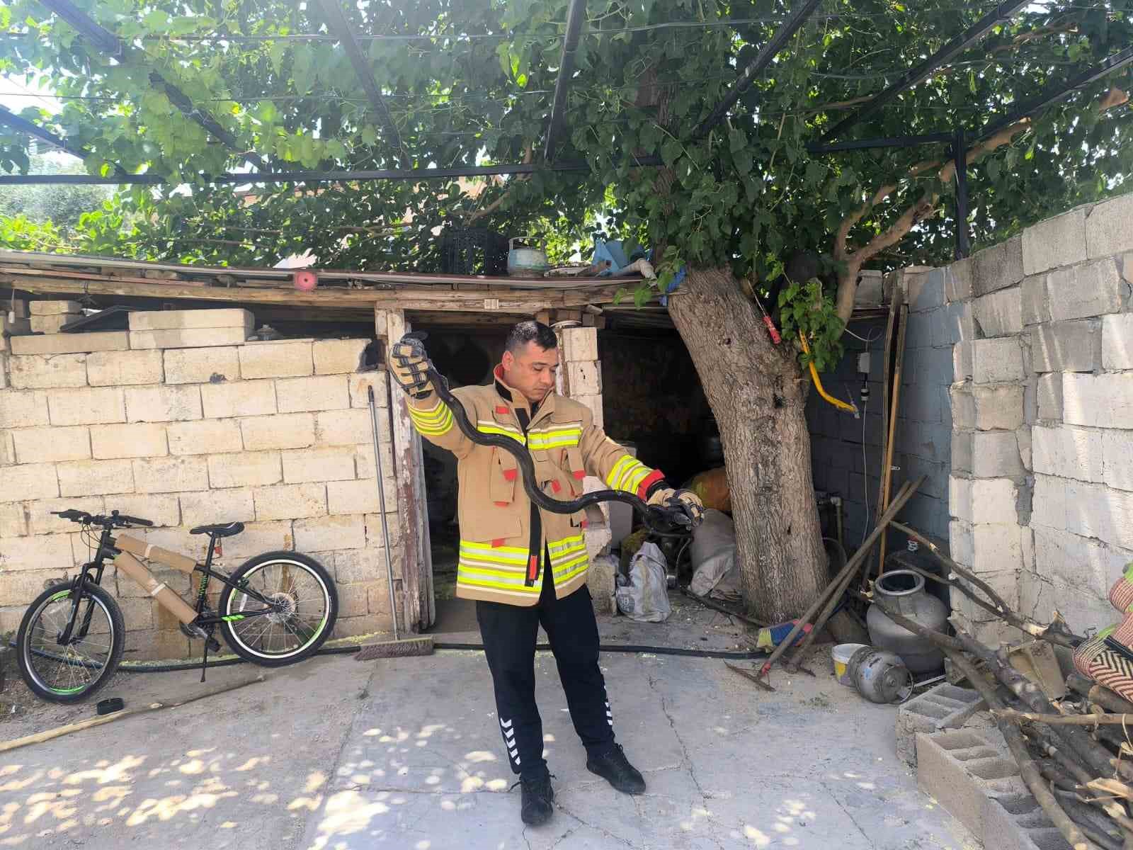 Meskenin bahçesinde görülen 2 karayılan paniğe sebep oldu