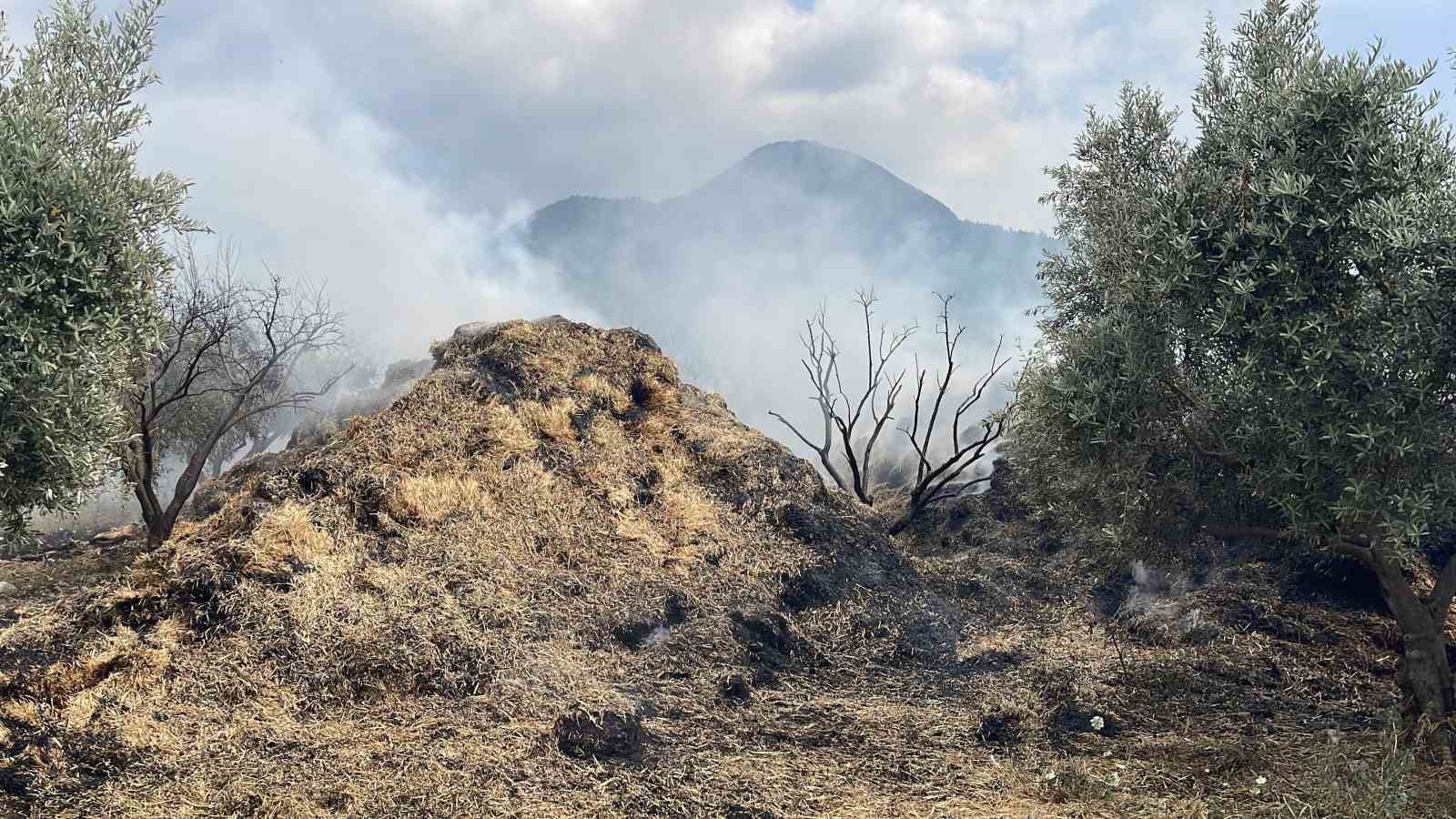Osmaniye’de Bahçedeki Saman Balyaları Yandı ve Zeytin Fidanları Zarar Gördü