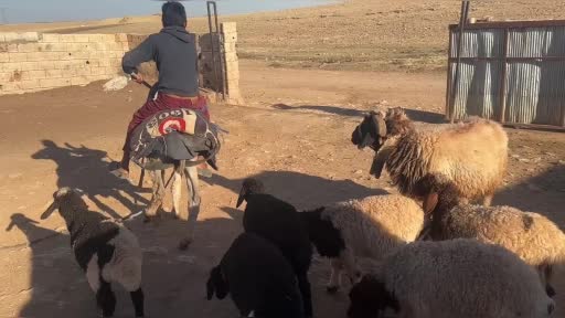 Semere, Biberonlarla Sürü Psikolojisini Yönettiği Yöntemleriyle Dikkatleri Çekiyor