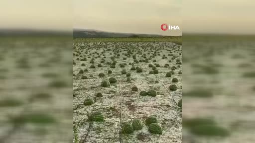 Tekirdağ’da dolu ayçiçeği ve karpuz tarlalarını vurdu
