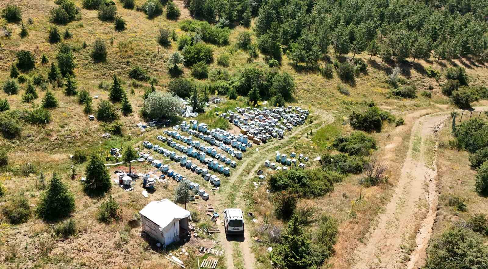 Yozgat’ın güçlü bitki örtüsü arıcılara umut oldu