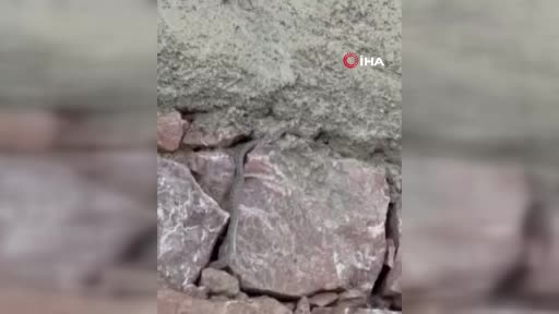 Yüksekova’da yılanlar bir konutun kabusu oldu