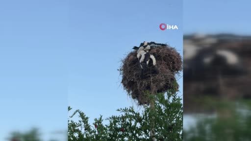 Yuvalarında kördüğüm olan 3 yavru leyleği itfaiye takımları bu türlü kurtardı