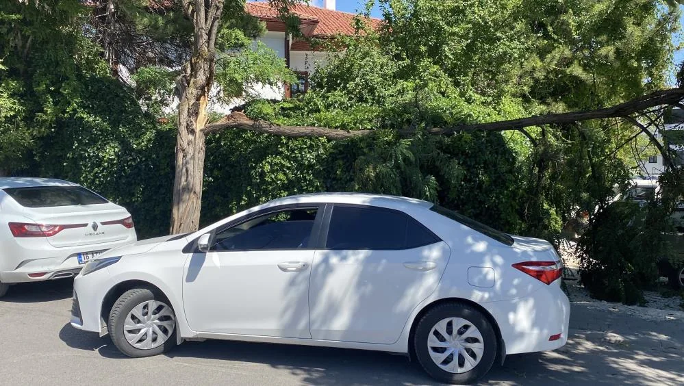 Sivas'ta Fırtına Ağaç Devirdi: İstinat Duvarı Faciayı Önledi