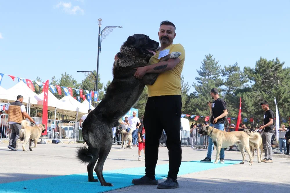 Sivas'ta Kangal Köpeği Güzellik Yarışması Düzenlendi