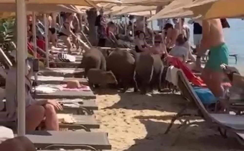Marmaris'te Artan Domuz Problemi ve Belediye'nin Sessizliği Üzerine