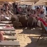 Marmaris'te Artan Domuz Problemi ve Belediye'nin Sessizliği Üzerine