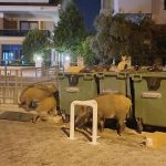 Marmaris'te Artan Domuz Problemi ve Belediye'nin Sessizliği Üzerine