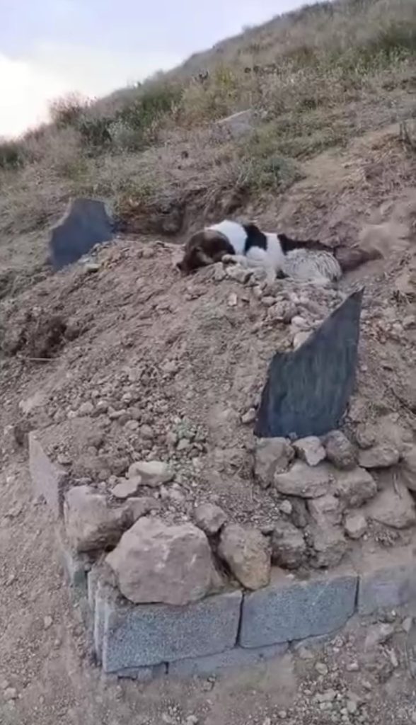 Yüksekova'da Bir Köpeğin Vefa Öyküsü: Sahibinin Mezarı Başında Nöbet Tutması