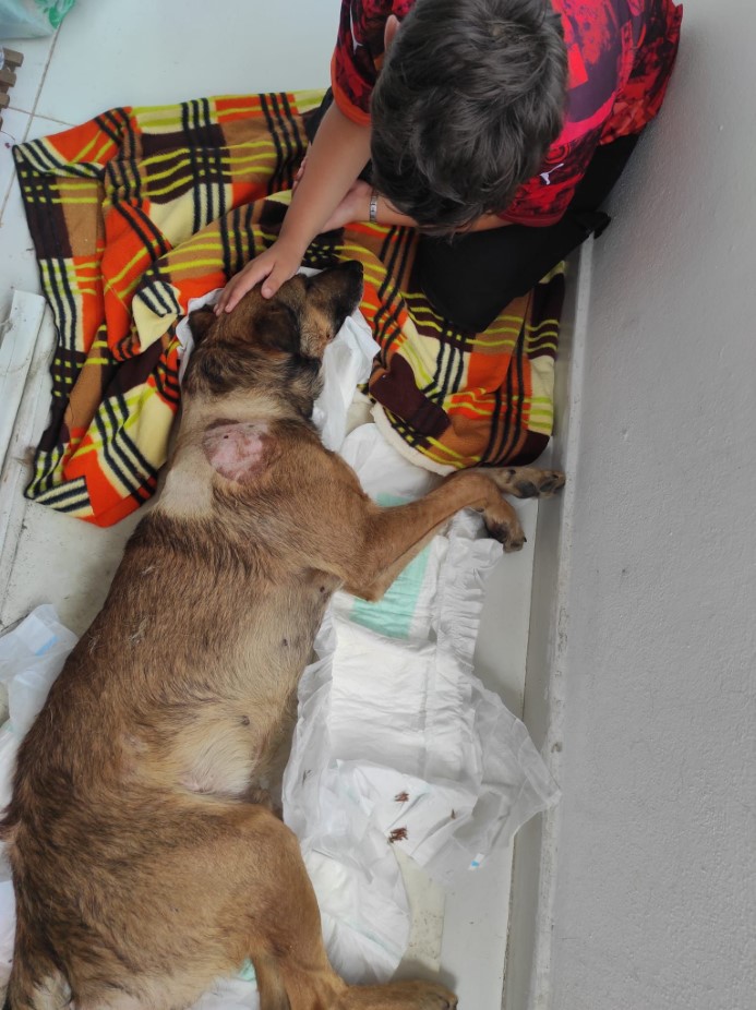 Kastamonu'da Bir Köpeğe Yönelik Şiddet Olayı: Önce Ezme Girişimi Sonra Ateş Ederek Felç Bırakma