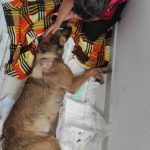 Kastamonu'da Bir Köpeğe Yönelik Şiddet Olayı: Önce Ezme Girişimi Sonra Ateş Ederek Felç Bırakma